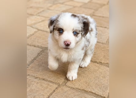 Miniature Australian Shepherd Welpen mit Papieren
