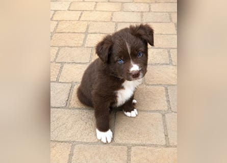 Miniature Australian Shepherd Welpen mit Papieren