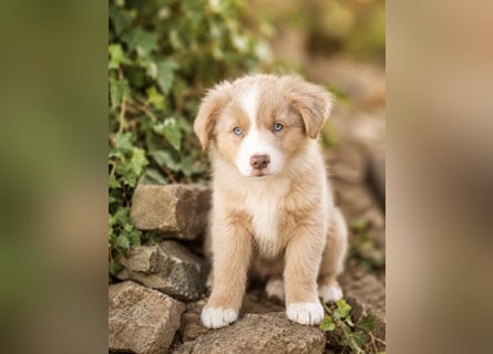 Miniature Australian Shepherd Welpen mit Papieren
