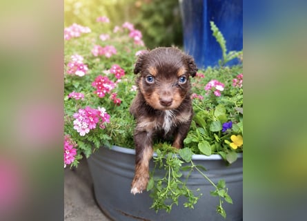 Mini Miniature Australian Shepherd Welpen mit Papieren