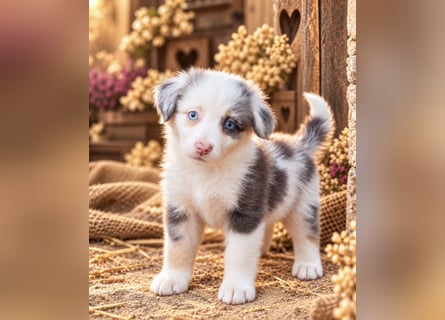 Unsere wunderschönen Miniature Australian Shepherd Welpen machen sich bereits jetzt auf die Suche na