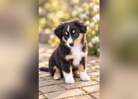 Mini Miniature Australian Shepherd Welpen mit Papieren