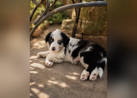 Miniature Australian Shepherd Welpen mit Papieren