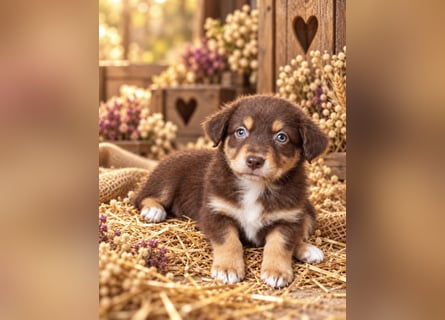Unsere wunderschönen Miniature Australian Shepherd Welpen machen sich bereits jetzt auf die Suche na