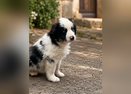 Miniature Australian Shepherd Welpen mit Papieren
