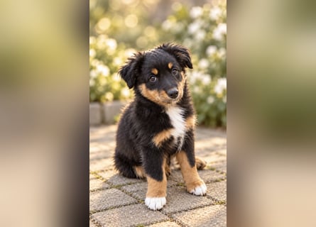 Mini Miniature Australian Shepherd Welpen mit Papieren