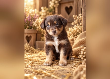 Unsere wunderschönen Miniature Australian Shepherd Welpen machen sich bereits jetzt auf die Suche na