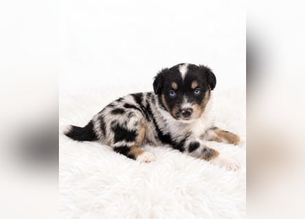 Unsere wunderschönen Miniature Australian Shepherd Welpen machen sich bereits jetzt auf die Suche na