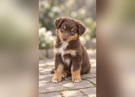 Mini Miniature Australian Shepherd Welpen mit Papieren