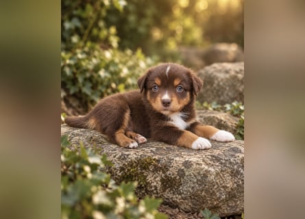Mini Miniature Australian Shepherd Welpen mit Papieren