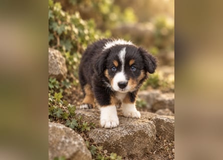 Mini Miniature Australian Shepherd Welpen mit Papieren