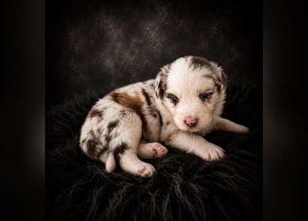 Miniature Australian Shepherd Welpen mit Papieren