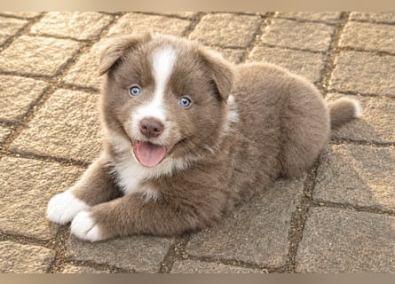 Miniature Australian Shepherd Welpen mit Papieren
