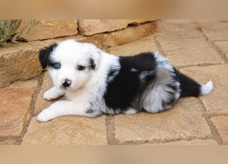 Miniature Australian Shepherd Welpen mit Papieren