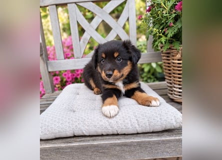 Mini Miniature Australian Shepherd Welpen mit Papieren
