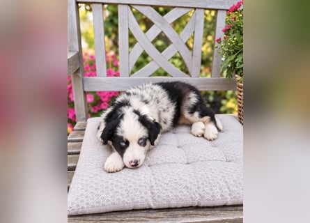 Miniature Australian Shepherd Welpen mit Papieren