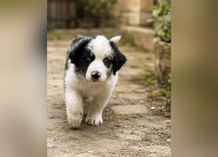 Miniature Australian Shepherd Welpen mit Papieren