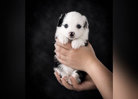 Miniature Australian Shepherd Welpen mit Papieren
