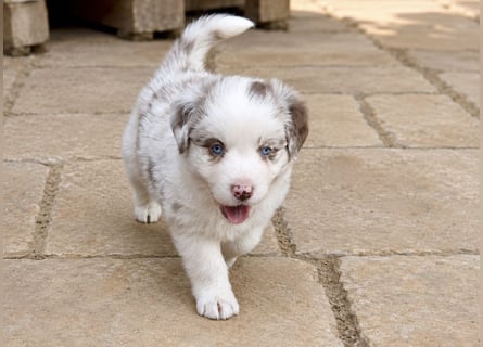 Miniature Australian Shepherd Welpen mit Papieren