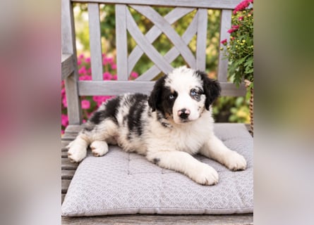 Miniature Australian Shepherd Welpen mit Papieren