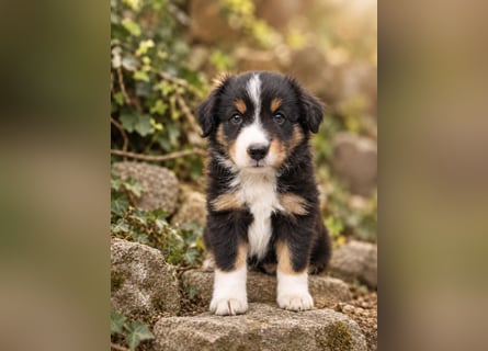 Mini Miniature Australian Shepherd Welpen mit Papieren