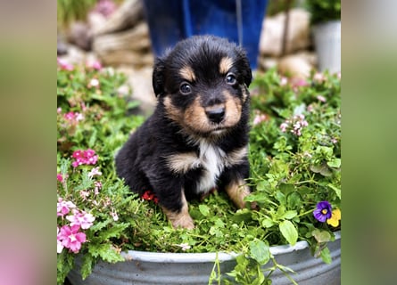 Mini Miniature Australian Shepherd Welpen mit Papieren