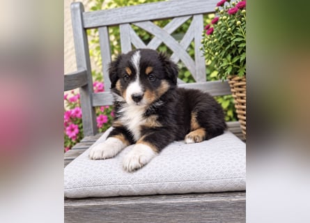 Mini Miniature Australian Shepherd Welpen mit Papieren