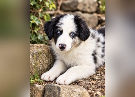 Miniature Australian Shepherd Welpen mit Papieren