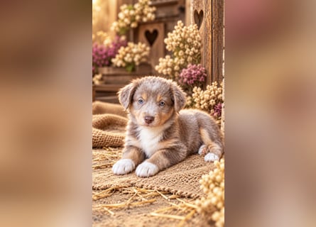 Unsere wunderschönen Miniature Australian Shepherd Welpen machen sich bereits jetzt auf die Suche na