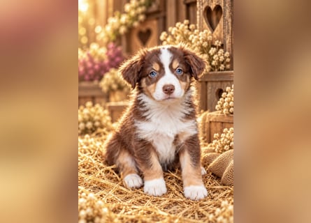 Unsere wunderschönen Miniature Australian Shepherd Welpen machen sich bereits jetzt auf die Suche na