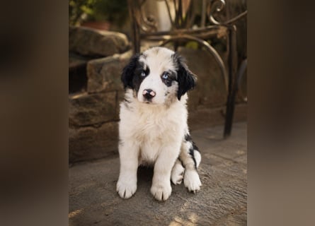 Miniature Australian Shepherd Welpen mit Papieren
