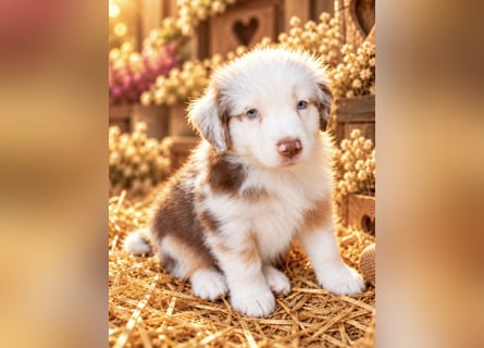 Unsere wunderschönen Miniature Australian Shepherd Welpen machen sich bereits jetzt auf die Suche na