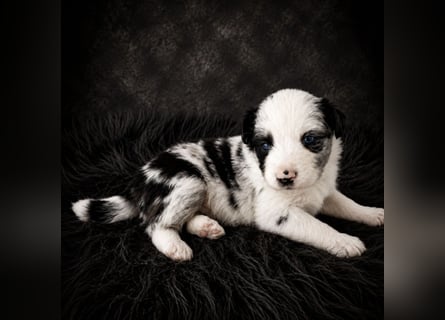 Miniature Australian Shepherd Welpen mit Papieren