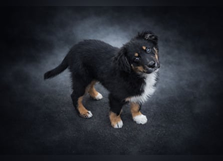 Miniature Australian Shepherd Welpen mit Papieren