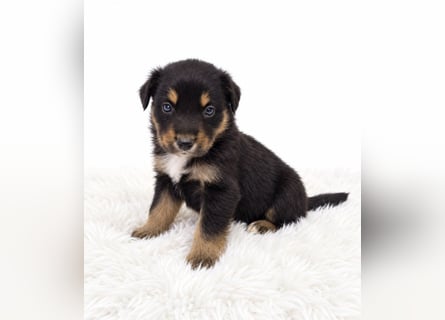 Unsere wunderschönen Miniature Australian Shepherd Welpen machen sich bereits jetzt auf die Suche na