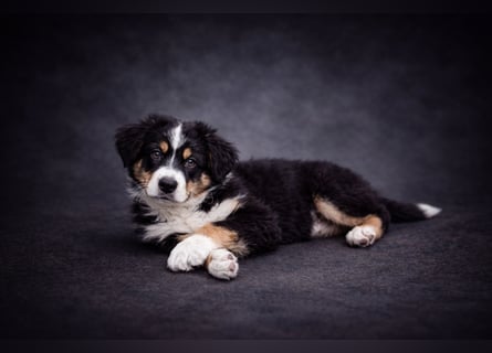 Miniature Australian Shepherd Welpen mit Papieren