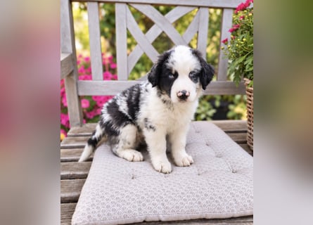 Miniature Australian Shepherd Welpen mit Papieren