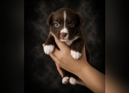 Miniature Australian Shepherd Welpen mit Papieren