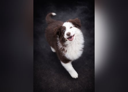 Miniature Australian Shepherd Welpen mit Papieren