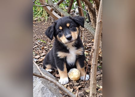 Unsere wunderschönen Miniature Australian Shepherd Welpen machen sich bereits jetzt auf die Suche na