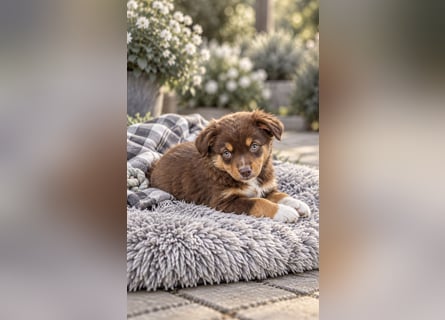 Mini Miniature Australian Shepherd Welpen mit Papieren