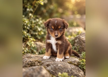 Mini Miniature Australian Shepherd Welpen mit Papieren