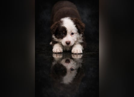 Miniature Australian Shepherd Welpen mit Papieren