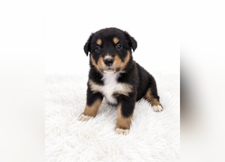 Unsere wunderschönen Miniature Australian Shepherd Welpen machen sich bereits jetzt auf die Suche na