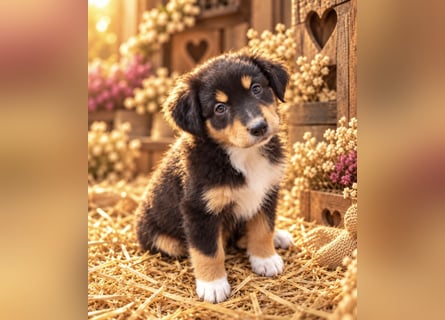 Unsere wunderschönen Miniature Australian Shepherd Welpen machen sich bereits jetzt auf die Suche na