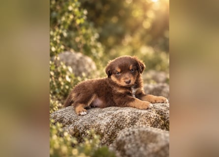 Mini Miniature Australian Shepherd Welpen mit Papieren