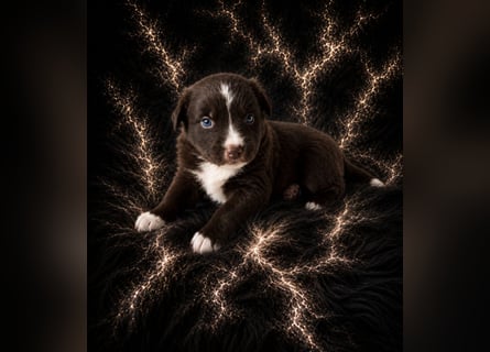 Miniature Australian Shepherd Welpen mit Papieren