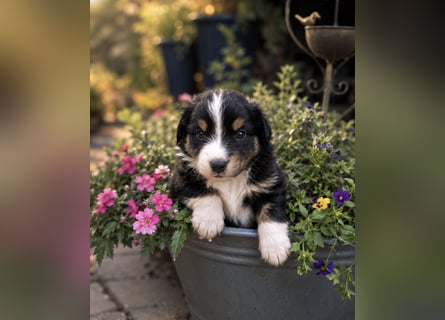 Mini Miniature Australian Shepherd Welpen mit Papieren