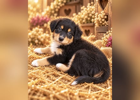 Unsere wunderschönen Miniature Australian Shepherd Welpen machen sich bereits jetzt auf die Suche na