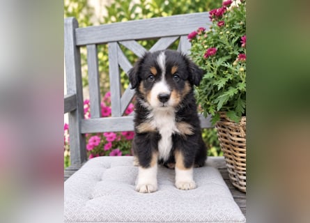 Mini Miniature Australian Shepherd Welpen mit Papieren